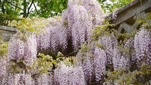 A close up of purple wisteria with hundreds of blooms cascading over a stone balustrade at Dyffryn Gardens